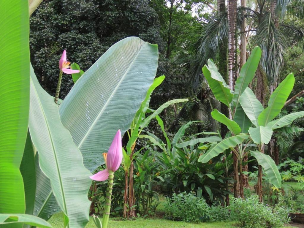 Sand Dollar Beach Bed & Breakfast Bocas del Toro Exteriör bild