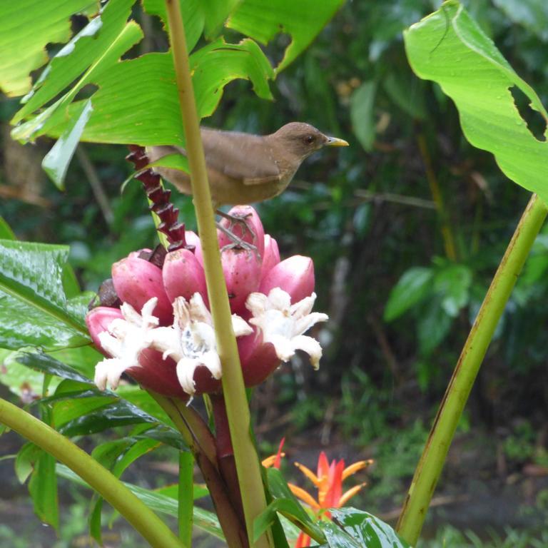 Sand Dollar Beach Bed & Breakfast Bocas del Toro Exteriör bild